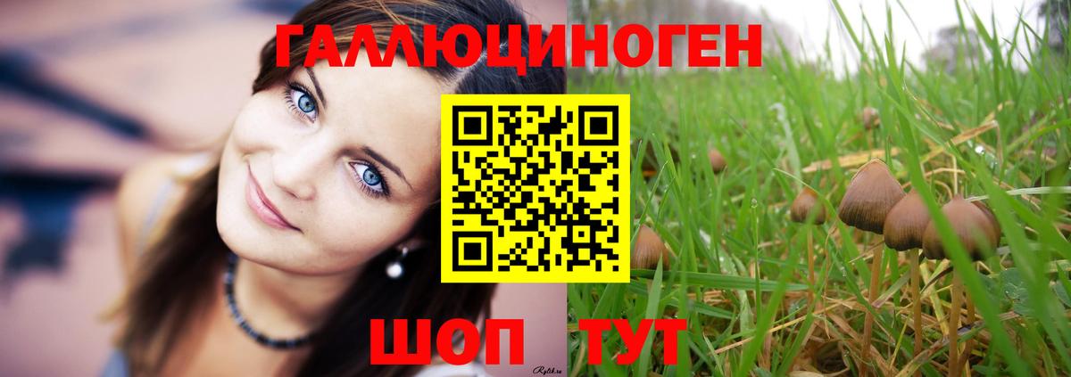 как найти   Вход с VPN  Тайшет  Псилоцибиновые грибы мицелий 